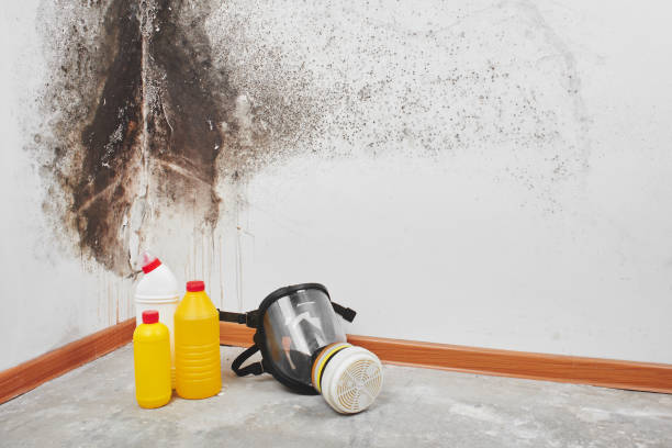 Best Mold Damage Repair  in West Middlesex, PA