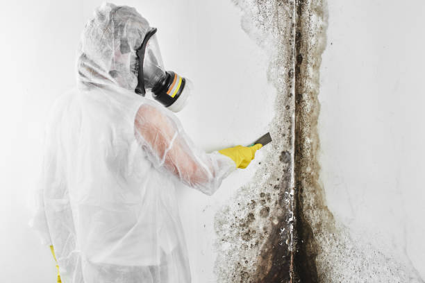 Best Commercial Mold Removal  in West Middlesex, PA