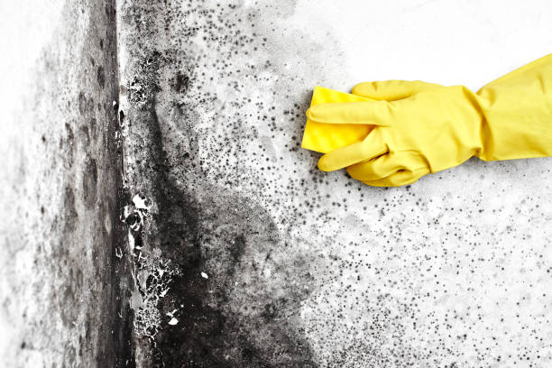 Best Crawl Space Mold Removal  in West Middlesex, PA