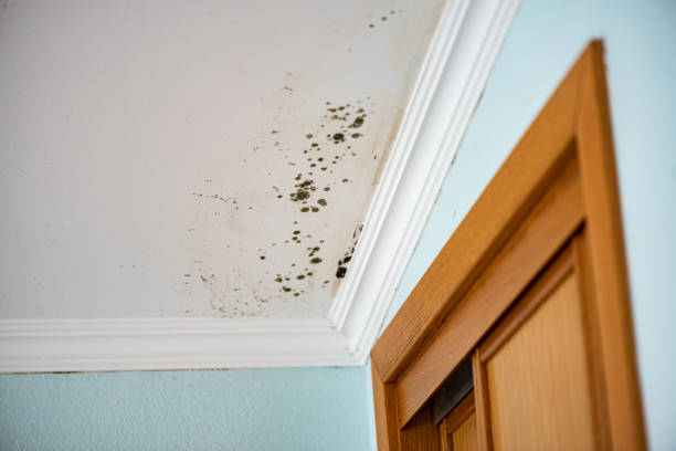 Best Affordable Mold Removal  in West Middlesex, PA