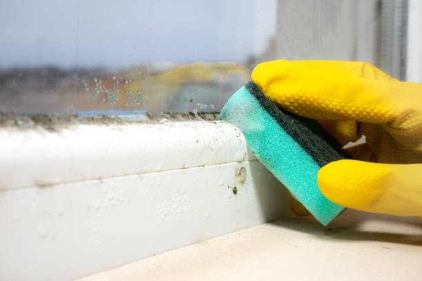 Best Local Mold Removal Service  in West Middlesex, PA