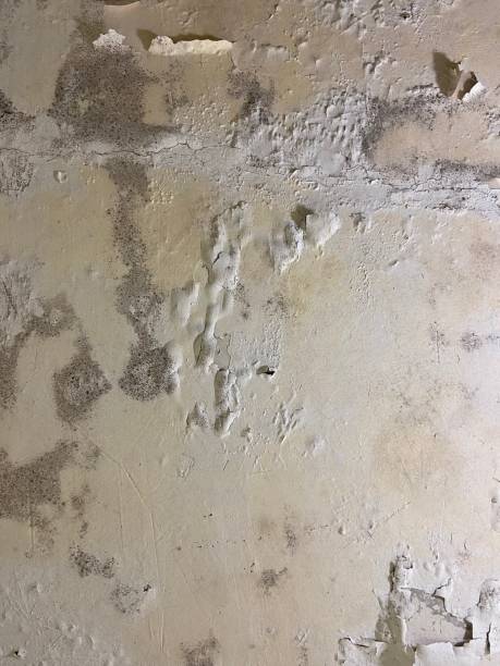 Best Mold Remediation  in West Middlesex, PA