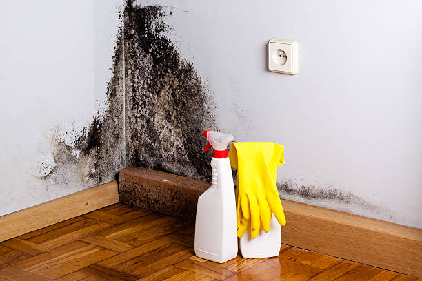 Best Office Mold Removal Services  in West Middlesex, PA
