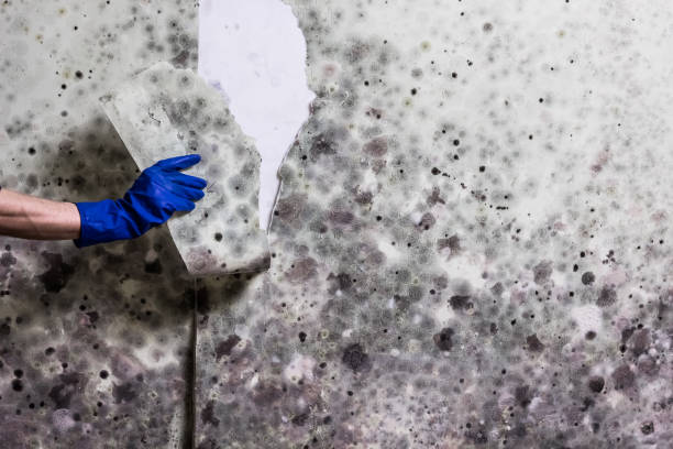 Best Certified Mold Removal  in West Middlesex, PA