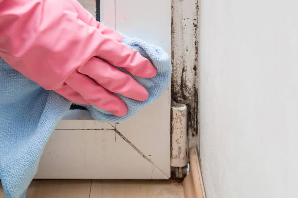 Office Mold Removal Services in West Middlesex, PA